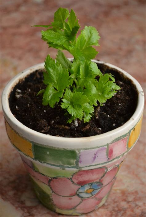 Grow Celery From The Stump Buffalo