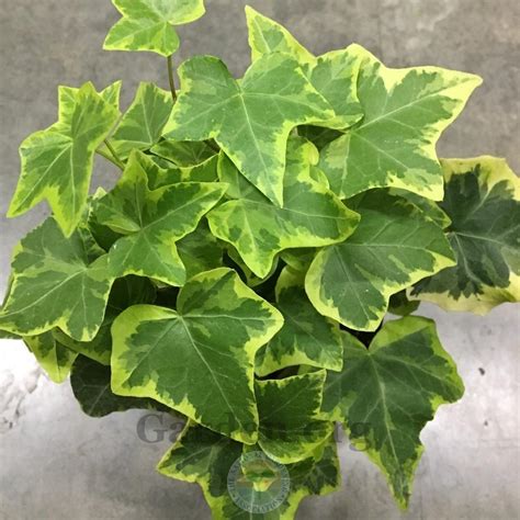 Photo Of The Leaves Of Ivy Hedera Helix Gold Baby Posted By