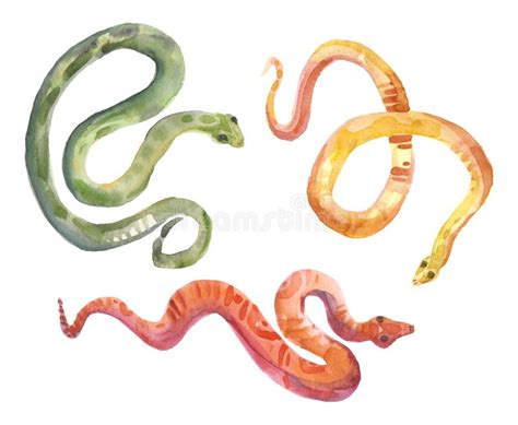 Snakes Watercolor Stock Illustrations 178 Snakes Watercolor Stock
