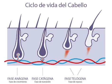 Corte De Pelo Hombro Absoluto Cual Es El Ciclo Vital Del Cabello Interconectar Oficiales Pompeya