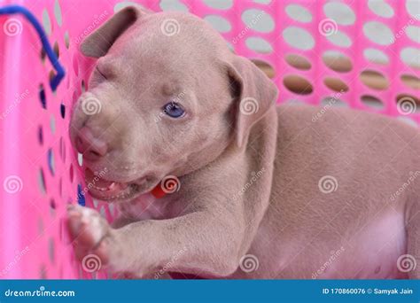 Baby Pitbulls Blue Eyes