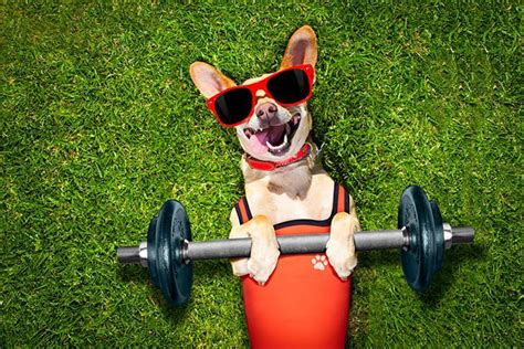 6 Tips To Improve Your Dogs Physical Fitness Yeg Fitness