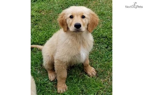 He loves to play and loves attention. Willie: Golden Retriever puppy for sale near Dallas / Fort ...