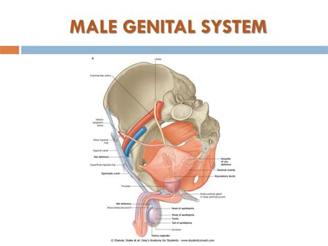 Ppt Development Of Male Genital System Powerpoint Presentation Free