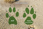 Wie unterscheidet man zwischen Wolf und Wolfhund? - NABU
