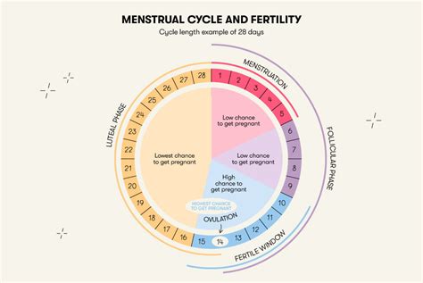 can you get pregnant when you re not ovulating understanding female fertility