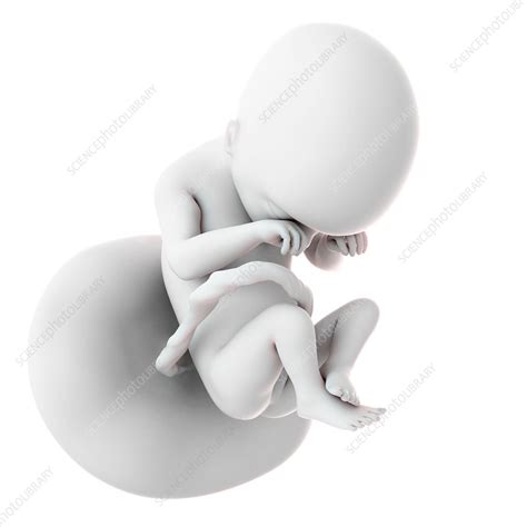 Human Fetus Age 19 Weeks Stock Image F0156765 Science Photo Library