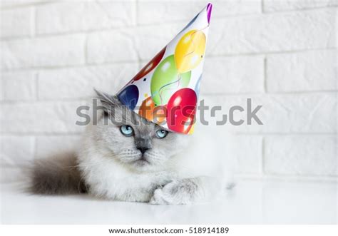 Adorable Cat Birthday Hat Stock Photo 518914189 Shutterstock
