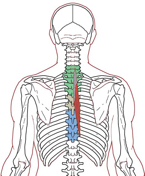 Semispinalis Thoracis Functional Anatomy Integrative Works