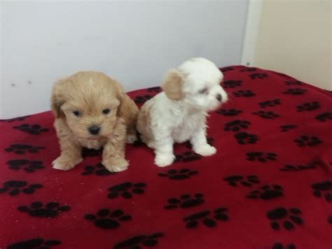 Find golden retriever puppies and breeders in your area and helpful golden retriever information. Buffalo Designer Dog & Puppy Breeder - Puppies for Sale at ...