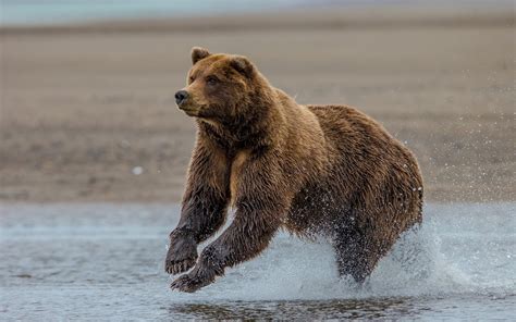 Download Grizzly Bear Lake Clark Alaska Wallpaper By Jeffreynovak