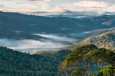 Early Morning Mist Over Tropical Rainforest In Tamborine National Park