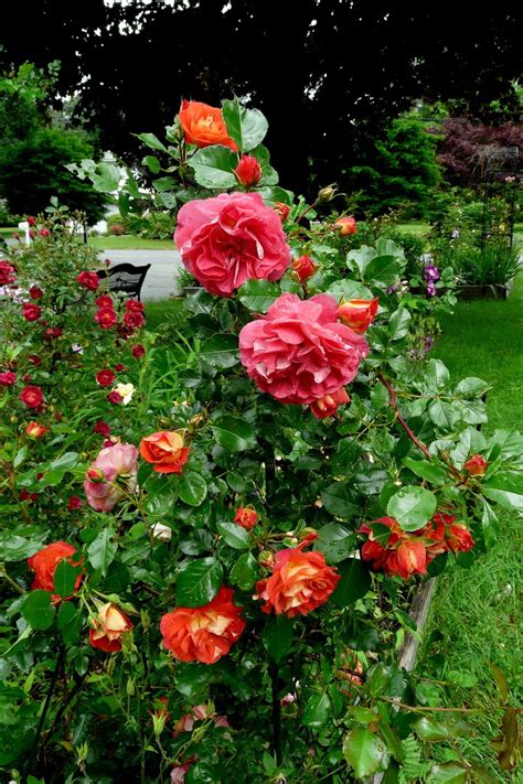 Photo Of The Entire Plant Of Rose Rosa Gebrueder Grimm Posted By