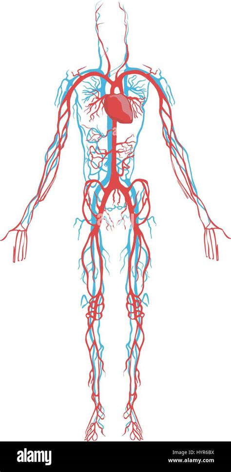 Cuerpo Humano Vista De Rayos X Del Sistema Circulatorio Con Corazón 9ec