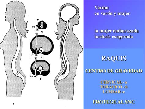 Ppt Esqueleto Del Tronco Columna Vertebral Pelvis Torax Powerpoint