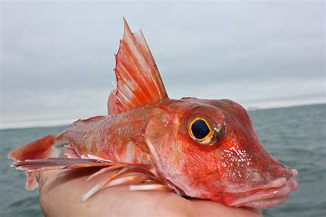 Red Gurnard Fish A Rather Ugly Fellow Better On A Plate With A