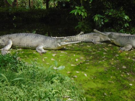 Two Photographs Of Very Rare Creature Gharial