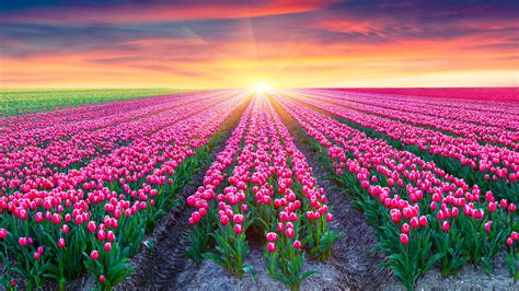 Tulip Fields Archives Hd Wallpapers And 4k Wallpaper Download For