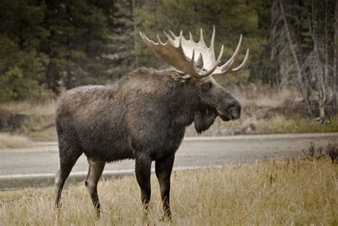 Top 10 Best Places To See A Moose In Vermont Complete Guide