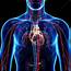 Cardiovascular System Artwork  Stock Image F006/0755 Science