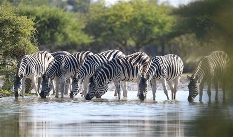 Tourism contributes P20 billion to Botswana's economy - Botswana Gazette