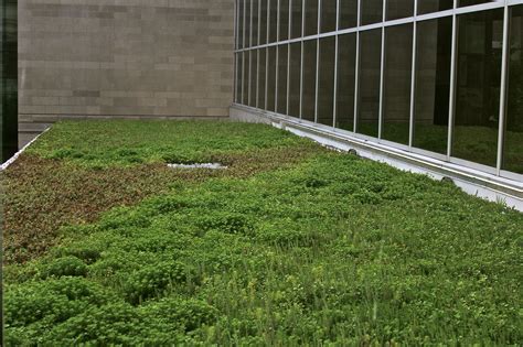 Green Roof A Thing Of The Future And The Present College Of