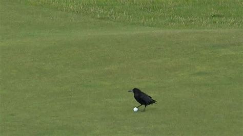 Golf Crow Would Like A Bite Of Your Golf Ball Please