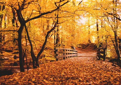 Herbst Im Wald Foto And Bild Jahreszeiten Herbst Wald Bilder Auf