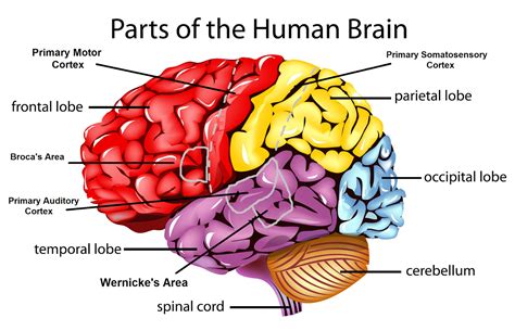 Part Part Of Brain That Controls Memory