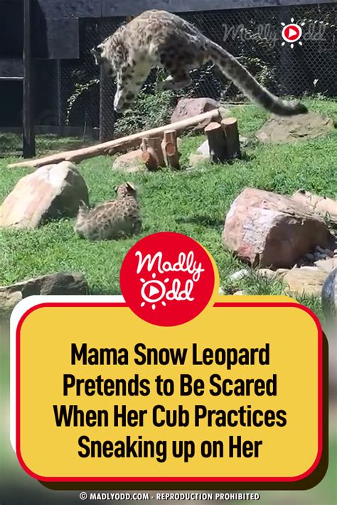 mama snow leopard pretends to be scared when her cub practices sneaking up on her madly odd