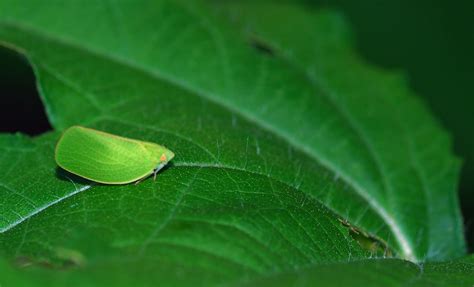Mobugs Leafhoppers
