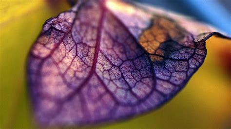 Purple Veins 4k By Novaflux On Deviantart