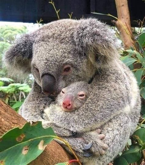 Pin By Cindy Bentley On Bear Panda And Koala Cute Baby Animals Cute