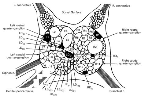An Abdominal Ganglion 2 Download Scientific Diagram