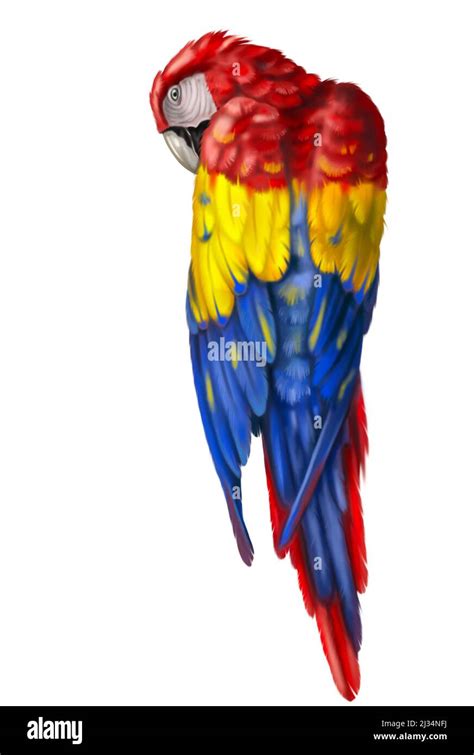 Scarlet Macaw Red Yellow And Blue Macaw Watercolor Illustration