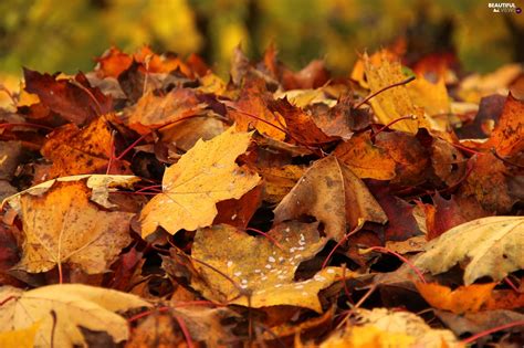 Leaf Dry Autumn Beautiful Views Wallpapers 2048x1365