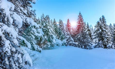 Trees Covered With Snow Wallpaper Winter Nature 94