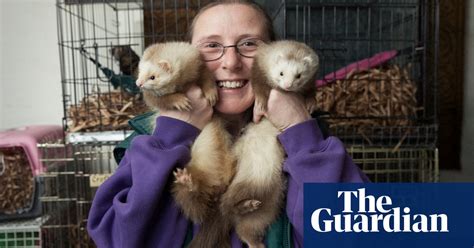 Make The Fur Fly Annual Ferret Racing In Yorkshire In Pictures