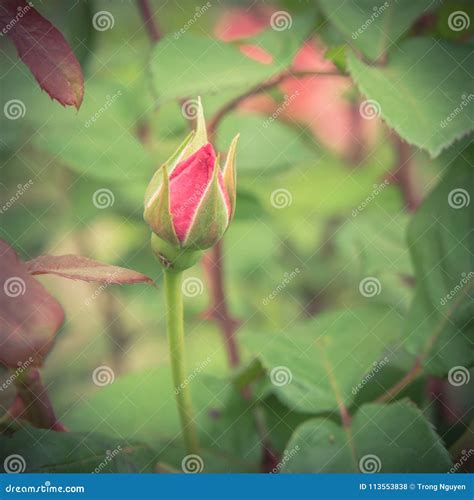 Beautiful Pink Rose Bud On Tree In The Garden Stock Photo Image Of