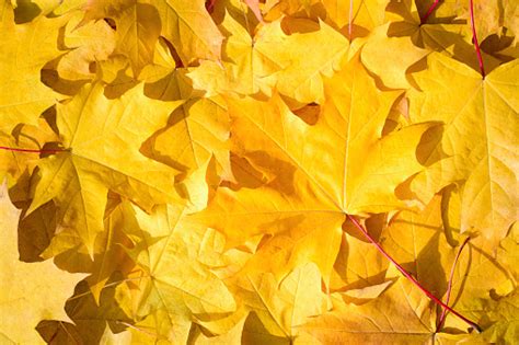 Free Photos Of Yellow Leaves Free Images Stock Photos And