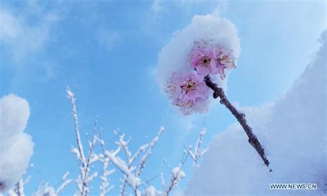 Snow Covered Cherry Blossoms Peoples Daily Online