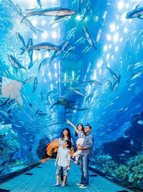 Travel Blog Tourscanner Dubai Aquarium Dubai Dubai Mall
