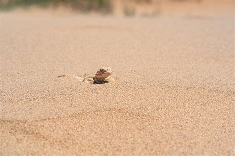 Premium Photo Toadhead Agama Lizard Quickly Dug Into The Sand