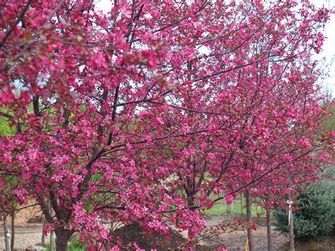 Flowering Crabapple Trees Knechts Nurseries And Landscaping