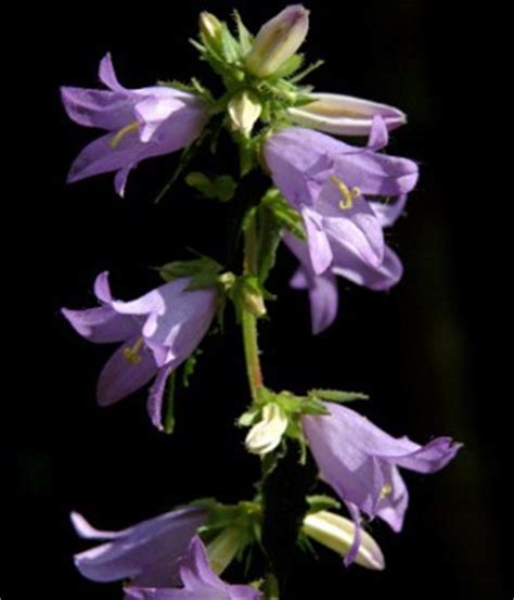 Flowering perennials purple include purple emperor butterfly bush, grosso lavender, clematis jackmanii, caesars brother iris, may night salvia. Purple Flower Names - Enlisted With a Beautiful Photo Gallery