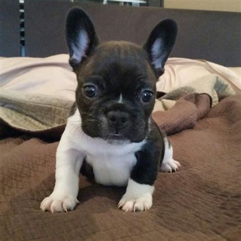 Teacup french bulldog puppies are expensive. French Bulldog Puppies For Sale | Milwaukee Avenue, IL #215012