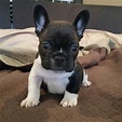 French Bulldog Puppies For Sale | Milwaukee Avenue, IL #215012
