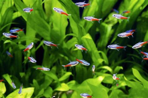 Neon Tetra Tropical Fish On Sale Cuaquatics Co Uk