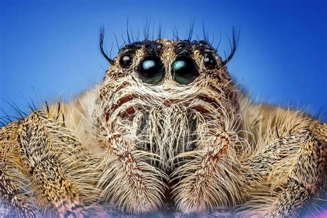 Jumping Spider 11276261920 Green Pest Services