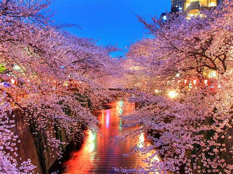 Hd Wallpaper Sakura Trees O Hanami Blossom Japan Night Pink Color